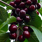 Эксклюзив! Вишня темно-бордовая "Каприз Императрицы" (Caprice of the Empress) (премиальный крупноплодный сорт, неприхотливая)