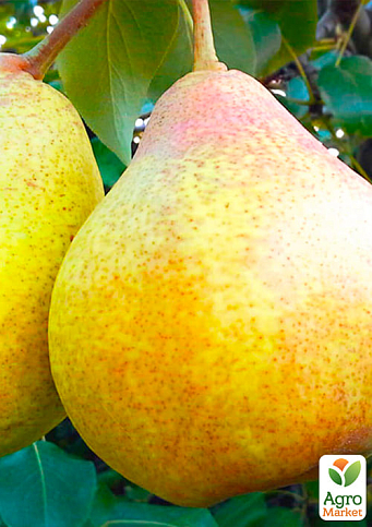 Груша "Бере Киевская" (зимний сорт, поздний срок созревания) - фото 2