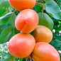 Абрикос "Леди Кот" (поздний срок созрвания) купить