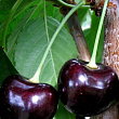 Черешня "Карина" (летний сорт, поздний срок созревания)
