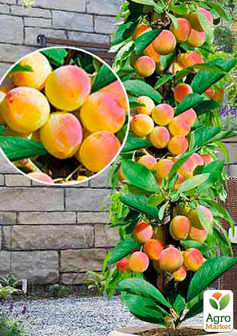 Абрикос колоновидный "Первайс"