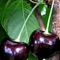 Черешня "Карина" (летний сорт, поздний срок созревания)