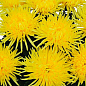 Хризантема  "Alaka Yellow" (низкорослая крупноцветковая)