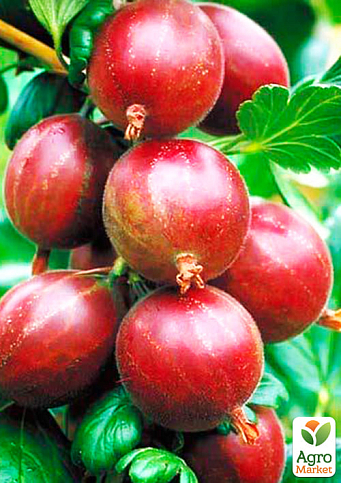 Ексклюзив! Агрус корисний "Кривавий захід" (Bloody Sunset) (преміальний, морозостійкий, Безколючковий)