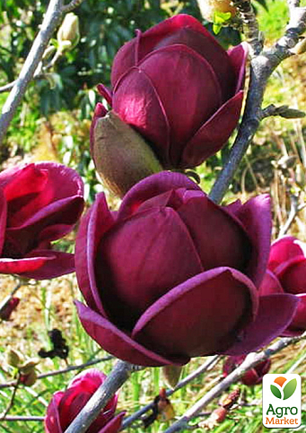 Магнолия 2-х летняя суланжа "Genie" (высота 20-30см)