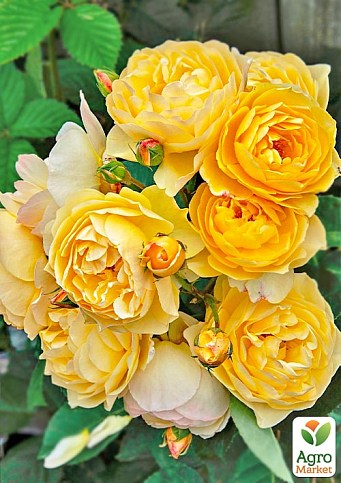 Троянда англійська "Graham Thomas" (саджанець класу АА +) вищий сорт - фото 2