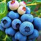 Лохина (чорниця садова) "Нельсон" (Nelson) (пізній термін дозрівання, один з великоплідних сортів)