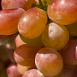 Виноград кишмиш "Алиса в Стране Чудес" (крупная, сладкая, сочная ягода)