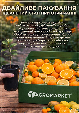 Апельсин "Вашингтон Навел" (саджанець 2 роки) - фото 4