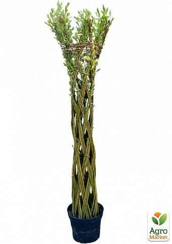 Ива плетеная "Американка гигантская" Salix americana (высота 0,8-1,2м) вазон С2 - фото 2