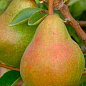 Груша "Львовский сувенир" (зимний сорт, поздний срок созревания)