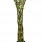 Верба плетена "Американка гігантська" Salix americana (висота 0,8-1,2 м) вазон С2 купить
