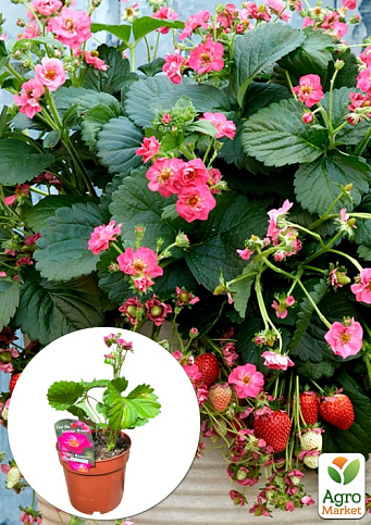 LMTD Клубника ремонтантная махровоцветущая "Cherry Blossom" (горшечное, длительное плодоношение) 