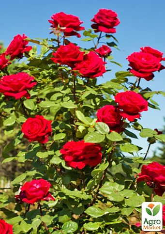 Троянда чайно-гібридна "Ботеро" (саджанець класу АА+) вищий сорт - фото 3