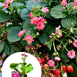LMTD Клубника ремонтантная махровоцветущая "Cherry Blossom" (горшечное, длительное плодоношение) 