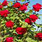 Роза чайно-гибридная "Ботеро" (саженец класса АА+) высший сорт цена
