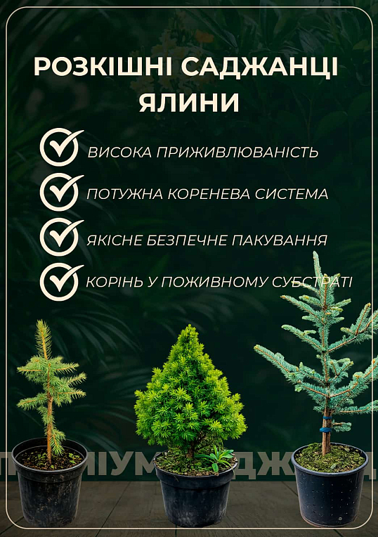 Ель 3-х летняя плакучая "Breweriana" вазон С3 высота 20-30см