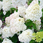Гортензия метельчатая "Diamantino" (контейнер P9)