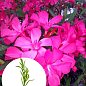 Олеандр душистый "Nerium oleander Paris" (вечнозеленый, ароматный кустарник)
