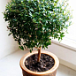 Мирт кімнатний цена