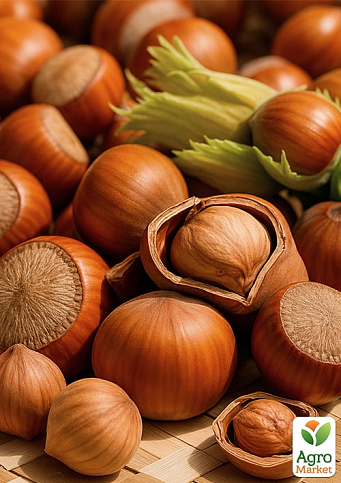 Фундук "Долинский" (средний срок созревания, перекрёстное опыление, садить по 2 шт)  - фото 4