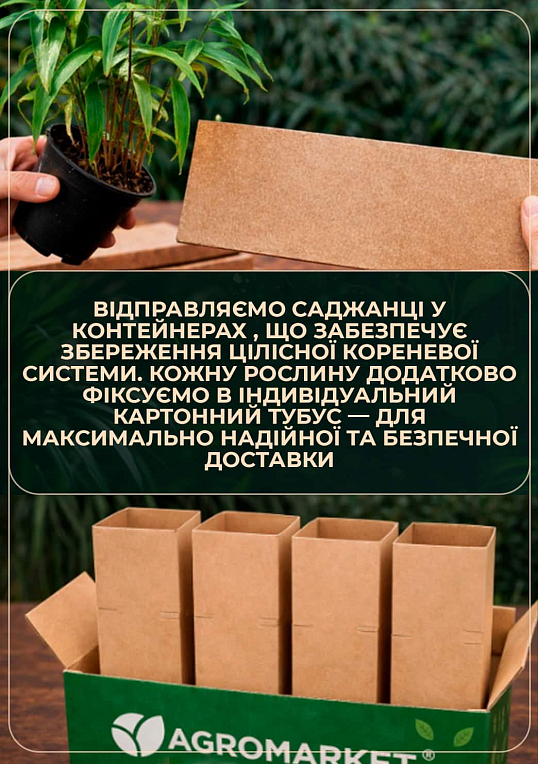 Хвощ зимующий "Robustum" С2, высота 30-50см