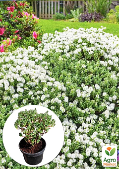 Хебе товстолиста 2-х річна (Hebe pinguifolia) С2, висота 15-25см 1 саджанець в упаковці