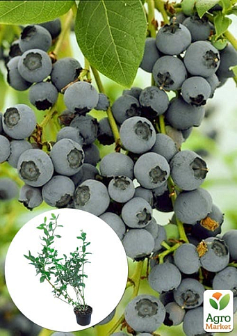 Голубика 3-х летняя "Блюджей" (Bluejey) С3 высота 60-80см