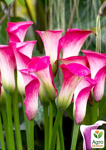 Калла "Peppermint Twist" - фото 2