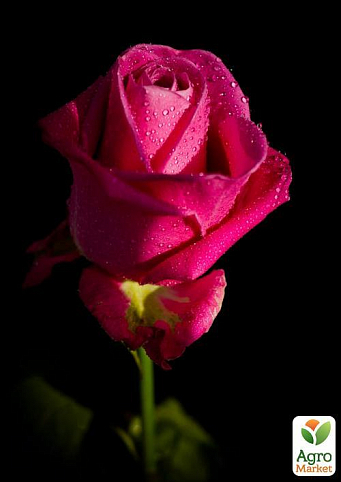 Роза чайно-гібридна "Hot Lady" (саджанець класу АА +) вищий сорт