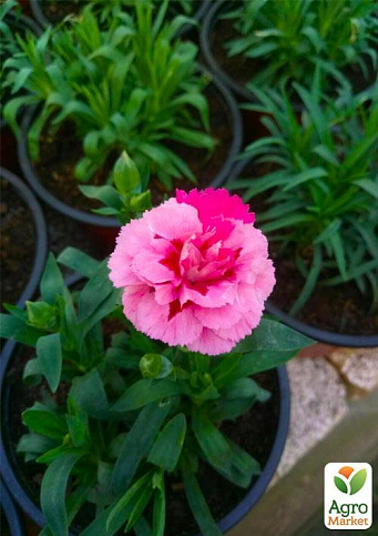 Гвоздика Шабо-карлик Суміш 3 шт. (Контейнер № 10, висота 10 см) - фото 5