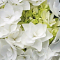 Гортензія квітуча крупнолиста "Доппіо Б'янко" (Hydrangea macrophylla Doppio Bianco) вазон С1,5 цена