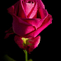 Роза чайно-гибридная "Hot Lady" (саженец класса АА+) высший сорт