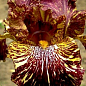 Ирис бородатый крупноцветковый "Bewilderbeast"  