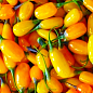 Годжі жовтий "Голден Беррі "(Golden Berry)