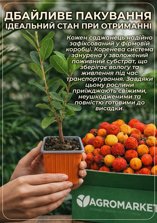 Арбутус розовоцветный "Cobra" (земляничное дерево) вазон Р9 - фото 5