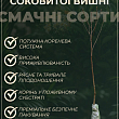 Вишня "Подбельского" (летний сорт, средний срок созревания) купить