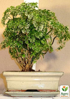 Бонсай "Polyscias"14