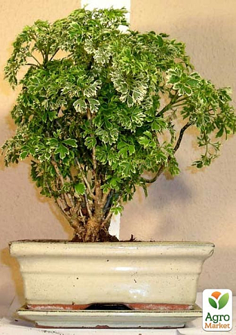 Бонсай "Polyscias"  - фото 7