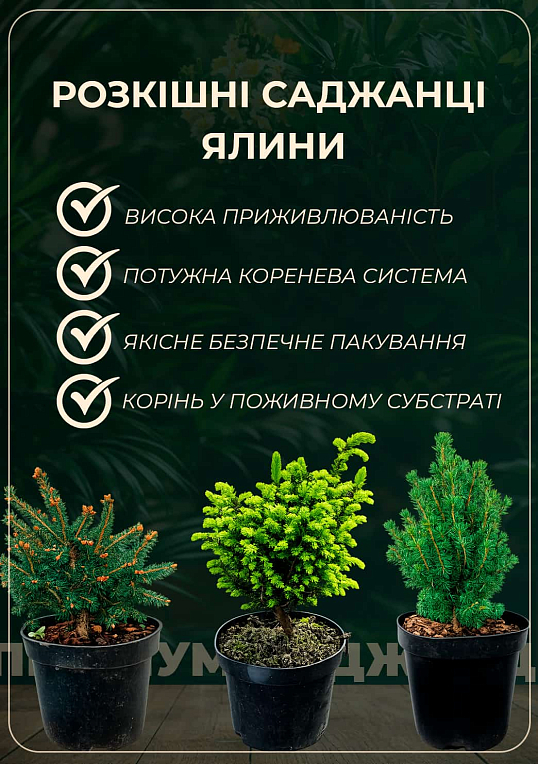 Ялина звичайна "Tompa" C2, висота 15-20см