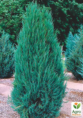 Ялівець скельний "Блю Ерроу" (Blue Arrow) горщик P9