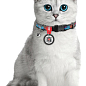 Ошейник для кошек нейлоновый WAUDOG Nylon с QR паспортом, рисунок "Лето", пластиковый фастекс, Ш 10 мм, Длинна 20-30 см (5267) цена