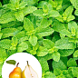 Мята Дюшес "Mint Pear" 