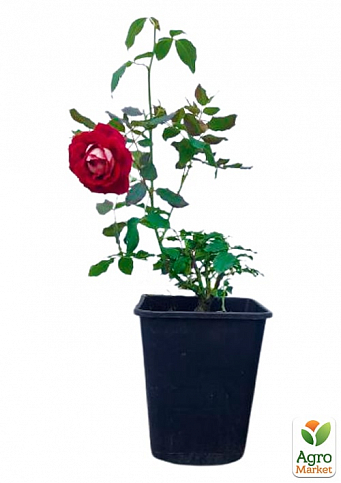 Троянда в контейнері флорибунда "Mystique Ruffles" (саджанець класу АА+) - фото 3