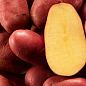 Насіннєвий рання картопля "Ред Скарлет" (на пюре, 1 репродукція) 3 кг