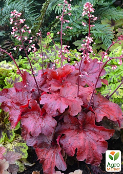 Гейхера (Heuchera) "Autumn Leaves" С1 (высота 15-30см) 1 саженец в упаковке
