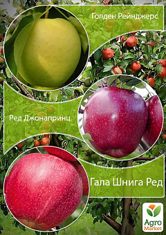 Дерево-сад Яблоня "Голден Рейнджерс+Ред Джонапринц+Гала Шнига Шнико Ред" 1