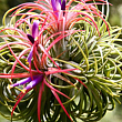 Тілландсия атмосферна "Іонанта" (Tillandsia Ionantha)