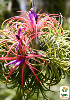 Тилландсия атмосферная "Ионанта" (Tillandsia Ionantha)1