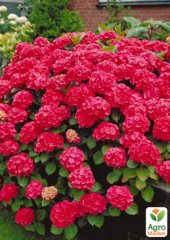 Ексклюзив! Гортензія крупнолиста рубіново-червона "Фламенко" (преміальний, невибагливий сорт)